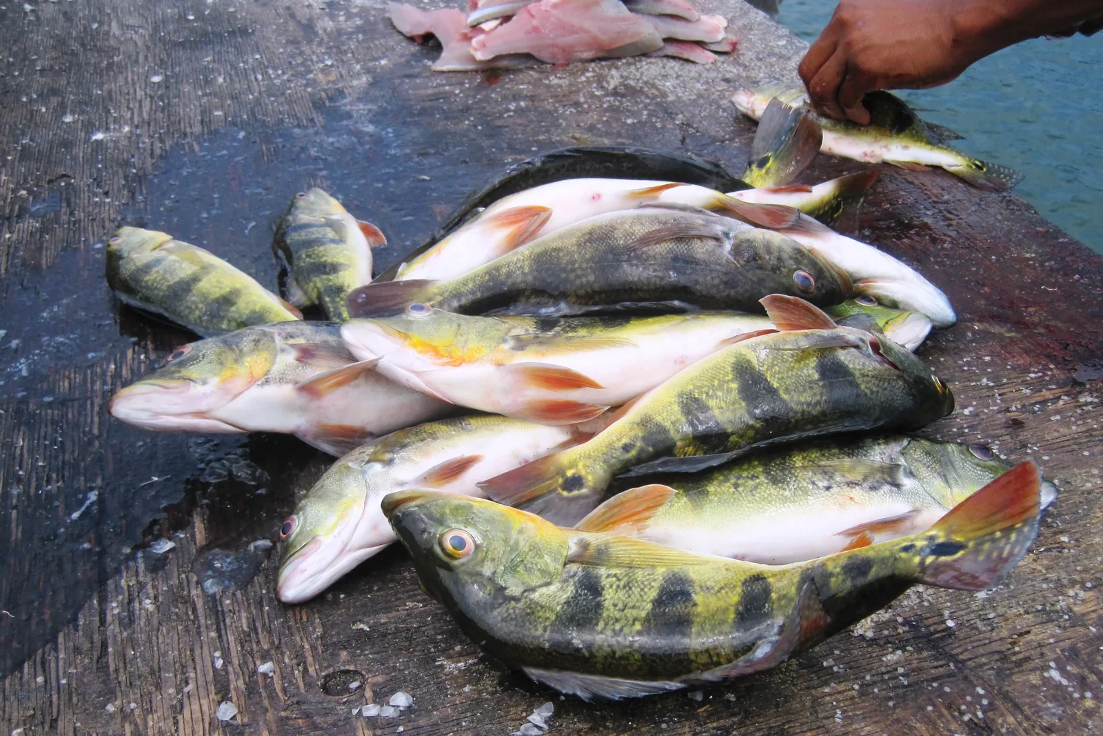 Sportfishing has reopened and people will be able to enjoy a nice catch like these peacock bass from Gatun Lake along the Panama Canal.