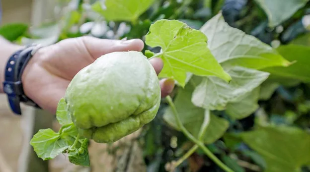 The chayote vegetable is from the gourd family and is usually served lightly cooked. It also goes well raw in salads and salsas. It was featured on the show, “Restaurants At The End Of The World”.