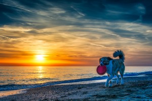 beach sunset dog frisbee